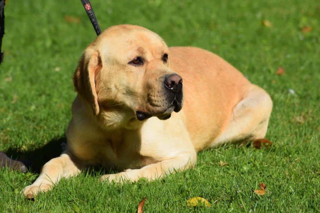 Les Labrador Retriever de l'affixe De beaudribos