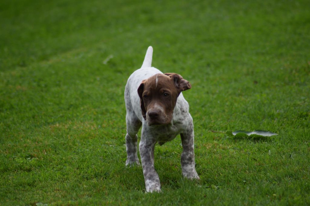 De beaudribos - Chiot disponible  - Braque français, type Pyrenees (petite taille)