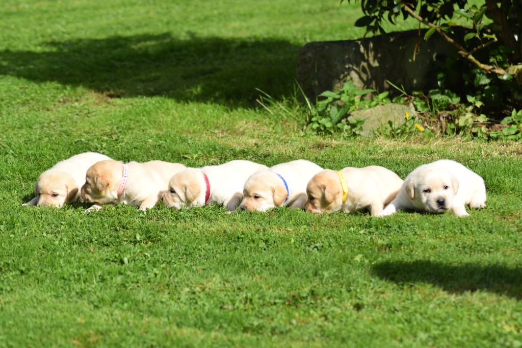 chiot Labrador Retriever De beaudribos