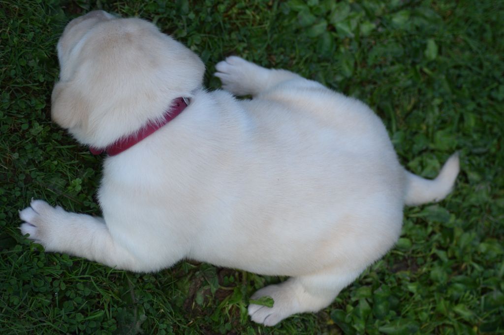 De beaudribos - Chiot disponible  - Labrador Retriever