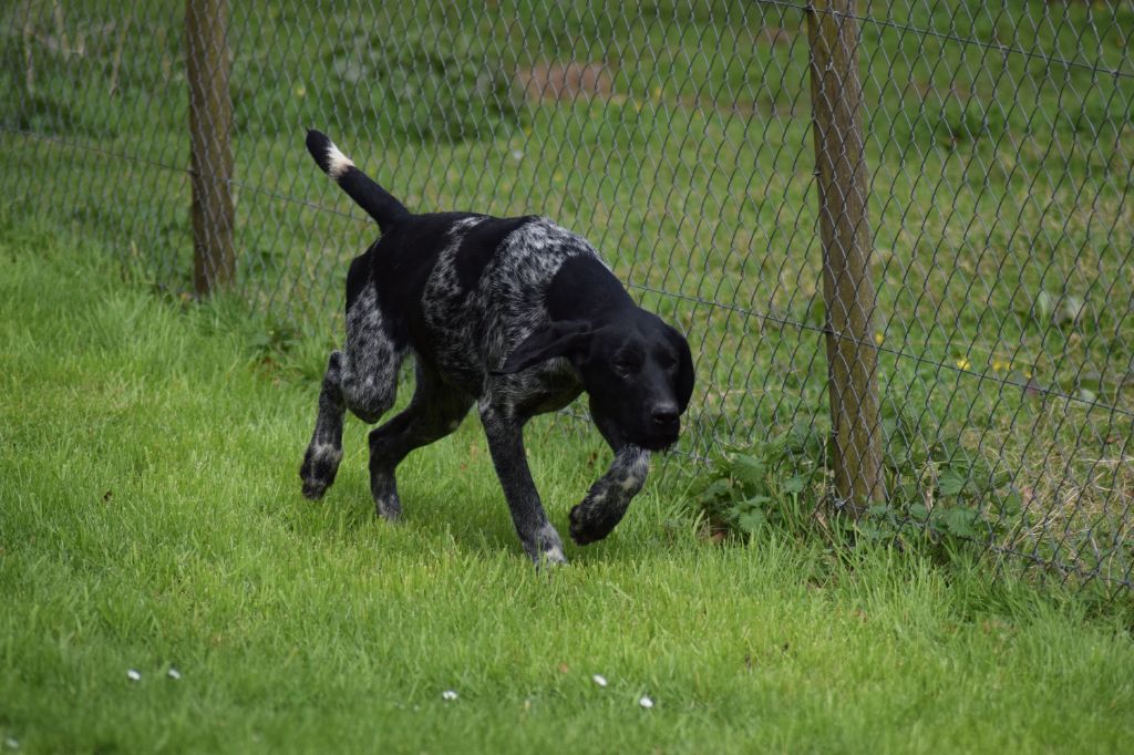 De beaudribos - Chiot disponible  - Chien d'arrêt allemand à poil dur