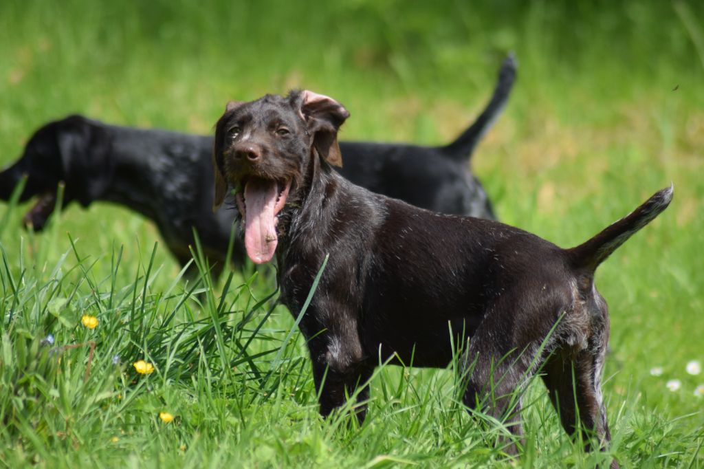 De beaudribos - Chiot disponible  - Chien d'arrêt allemand à poil dur