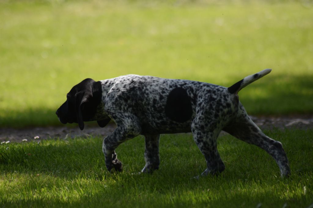 De beaudribos - Chiot disponible  - Braque allemand à poil court