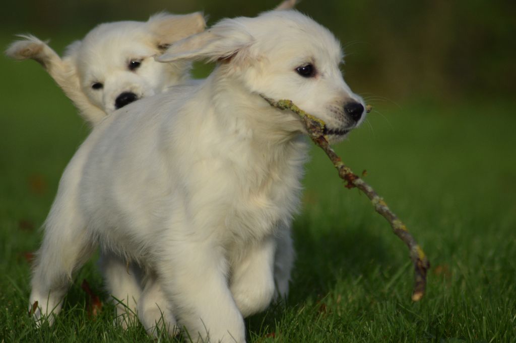 De beaudribos - Chiot disponible  - Golden Retriever