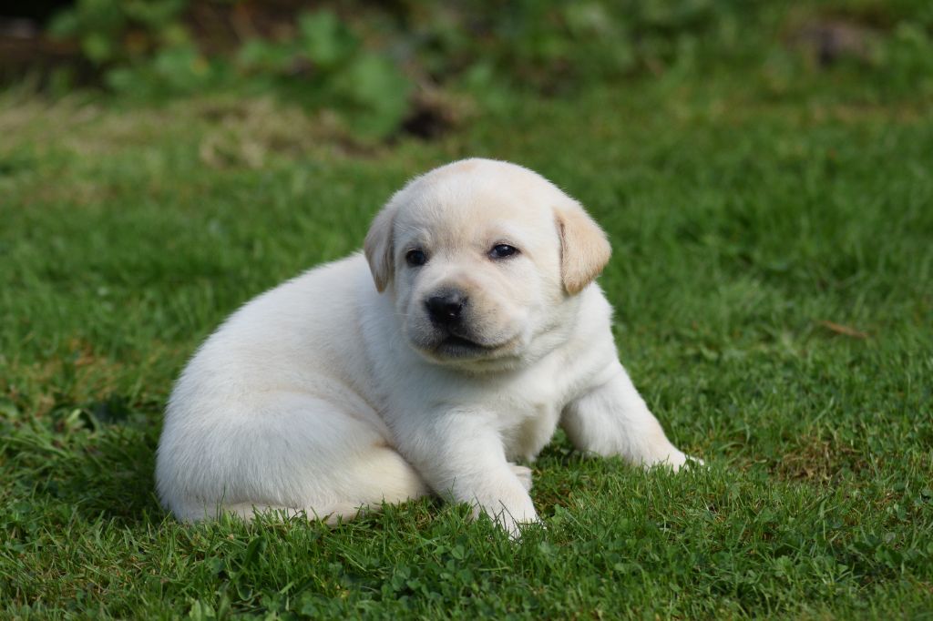 De beaudribos - Chiot disponible  - Labrador Retriever