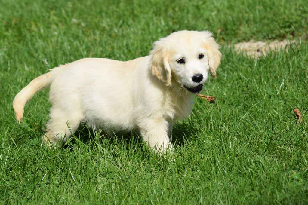 De beaudribos - Chiot disponible  - Golden Retriever