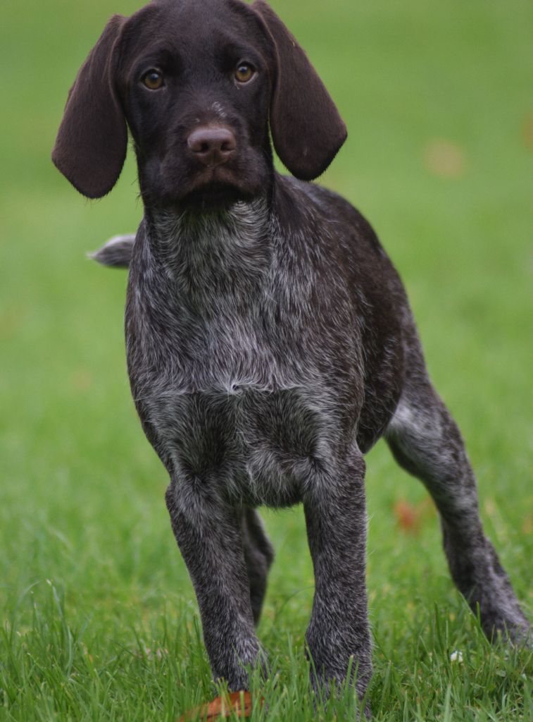 De beaudribos - Chiot disponible  - Chien d'arrêt allemand à poil dur