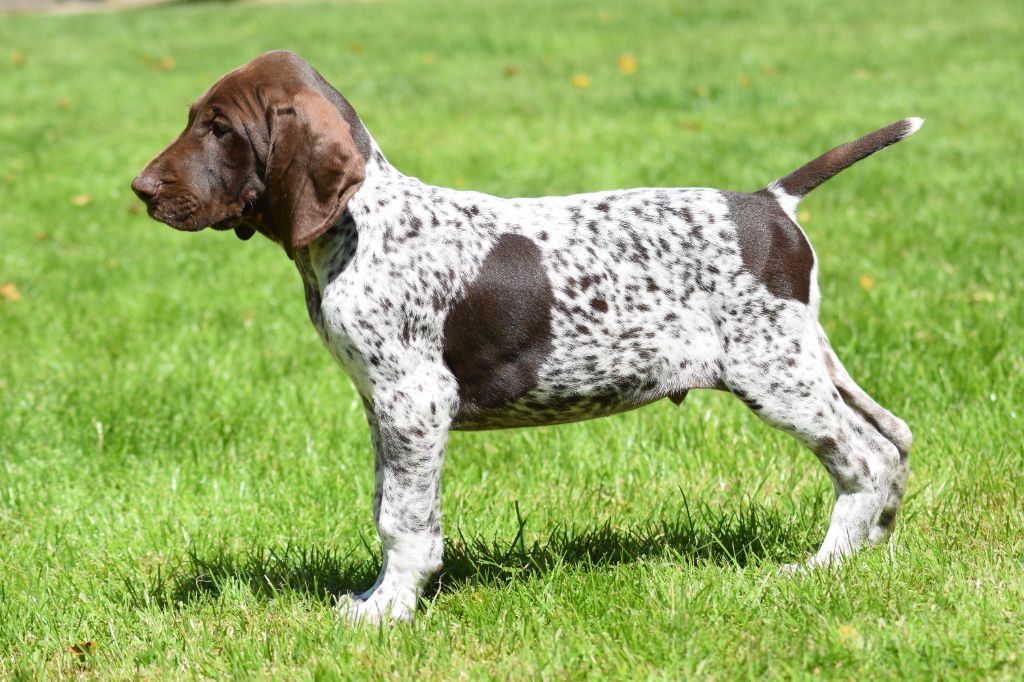 De beaudribos - Chiot disponible  - Braque allemand à poil court