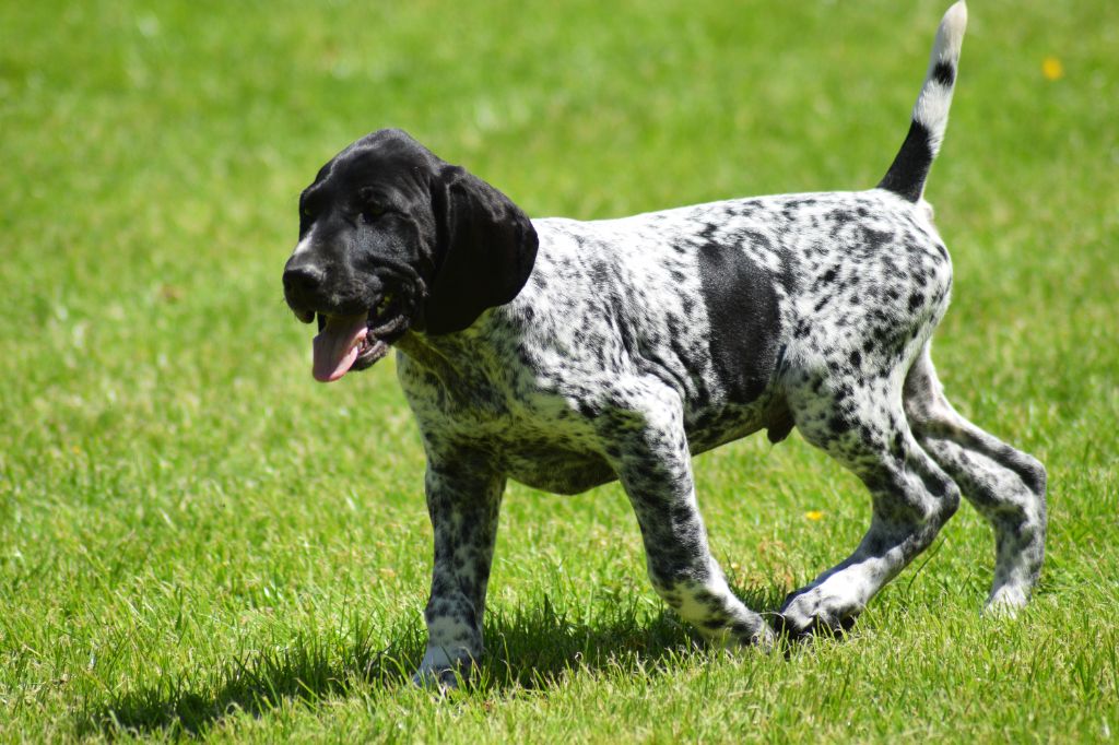 De beaudribos - Chiot disponible  - Braque allemand à poil court