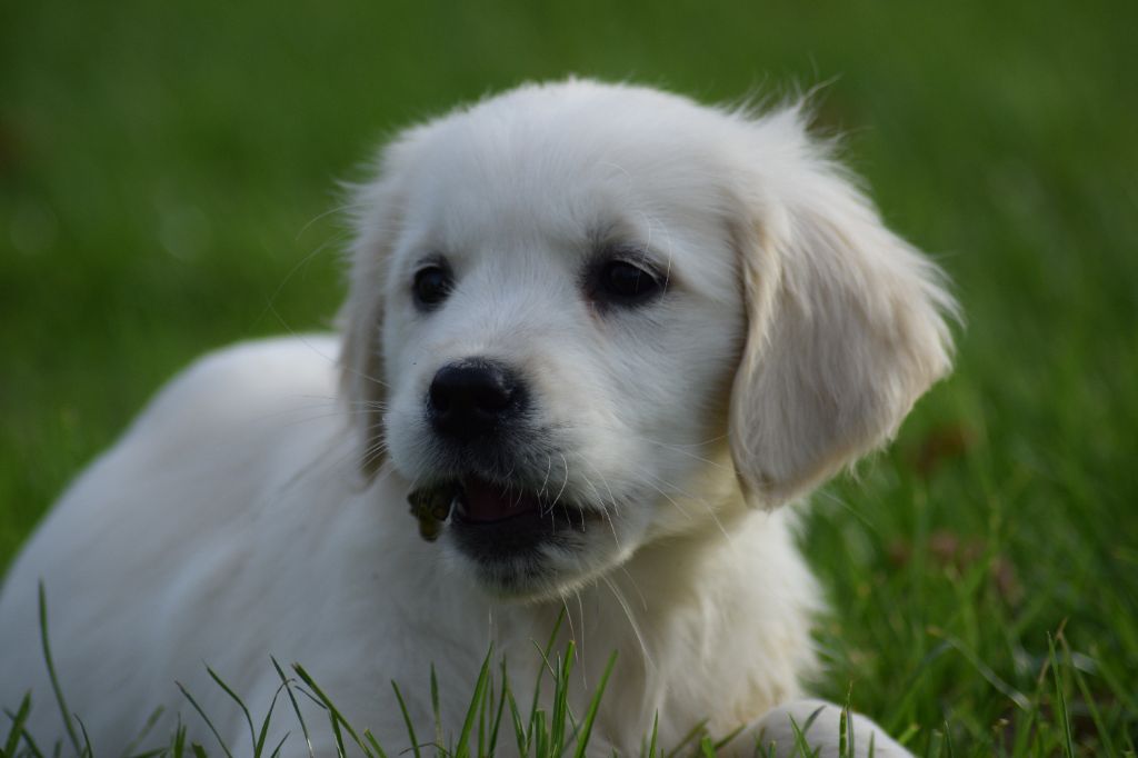 De beaudribos - Chiot disponible  - Golden Retriever