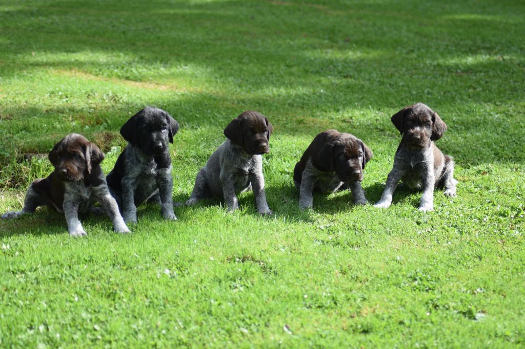 chiot Chien d'arrêt allemand à poil dur De beaudribos