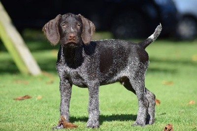 De beaudribos - Chien d'arrêt allemand à poil dur - Portée née le 18/07/2021