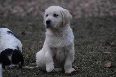 De beaudribos - Golden Retriever - Portée née le 20/10/2022