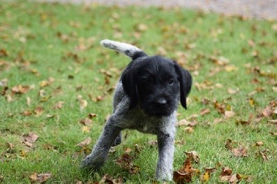 De beaudribos - Chien d'arrêt allemand à poil dur - Portée née le 06/07/2021