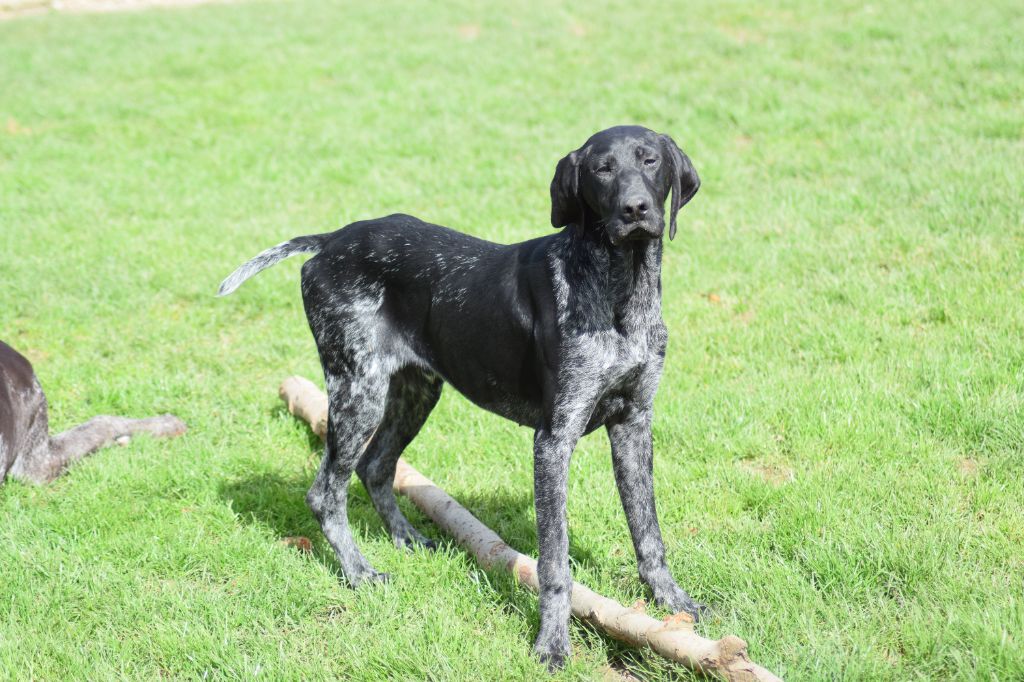 De beaudribos - Chiot disponible  - Braque allemand à poil court