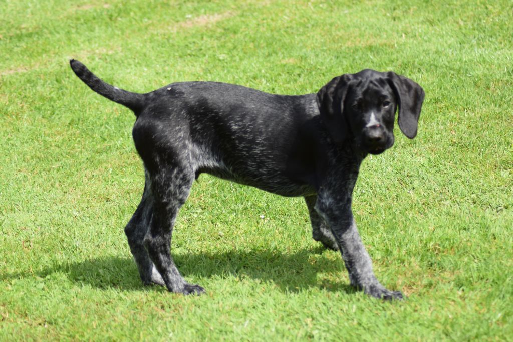 De beaudribos - Chiot disponible  - Chien d'arrêt allemand à poil dur