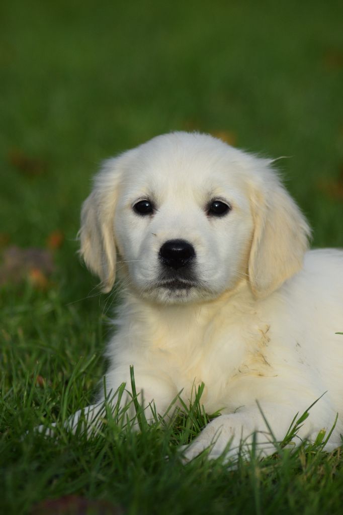 De beaudribos - Chiot disponible  - Golden Retriever