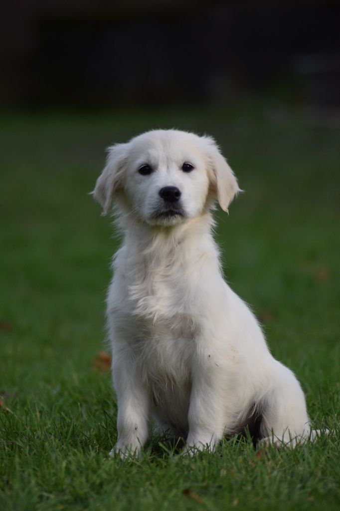 De beaudribos - Chiot disponible  - Golden Retriever