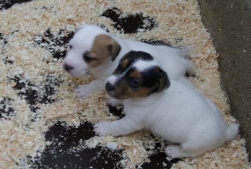 De beaudribos - Jack Russell Terrier - Portée née le 30/08/2015