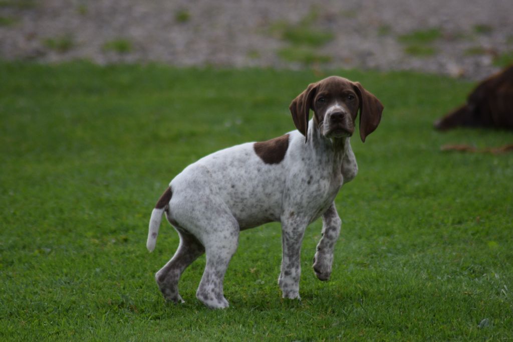 De beaudribos - Chiot disponible  - Braque français, type Pyrenees (petite taille)