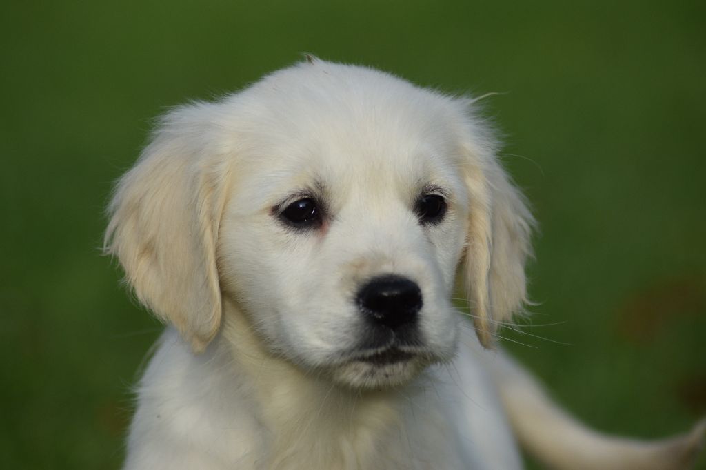 De beaudribos - Chiot disponible  - Golden Retriever