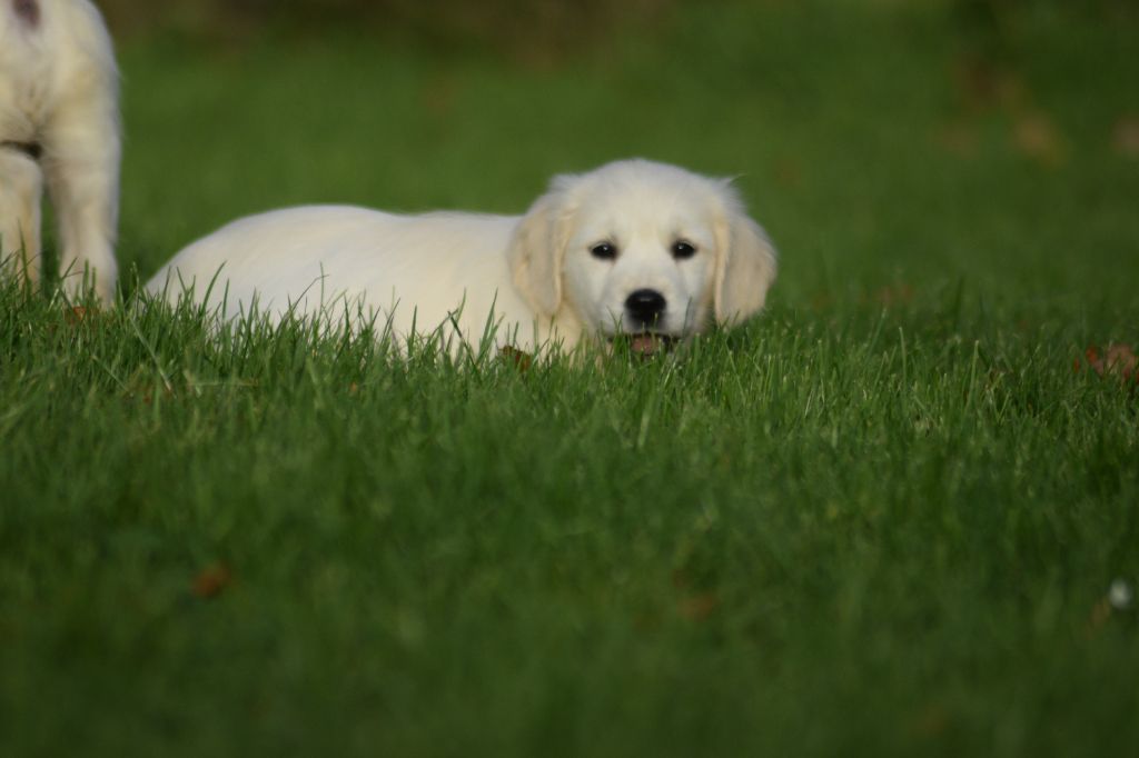 De beaudribos - Chiot disponible  - Golden Retriever