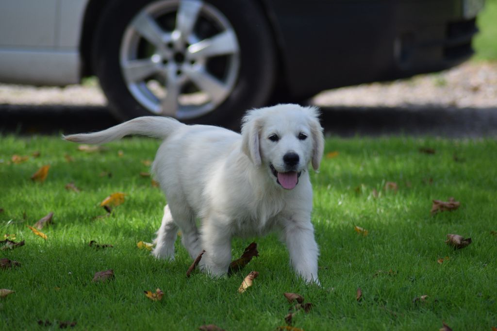 De beaudribos - Chiot disponible  - Golden Retriever