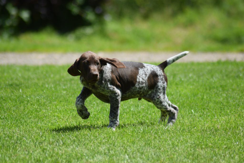 De beaudribos - Chiot disponible  - Braque allemand à poil court