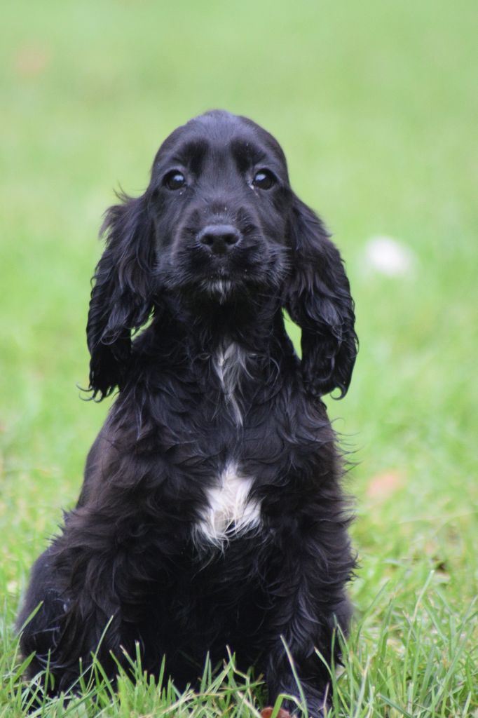 De beaudribos - Chiot disponible  - Cocker Spaniel Anglais