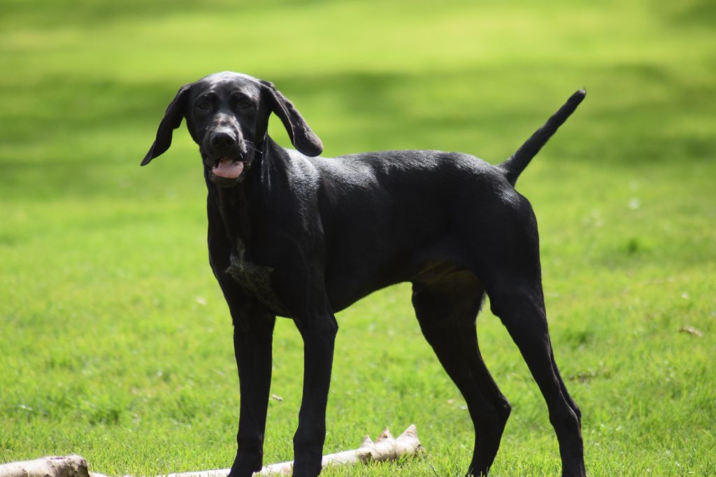 De beaudribos - Chiot disponible  - Braque allemand à poil court