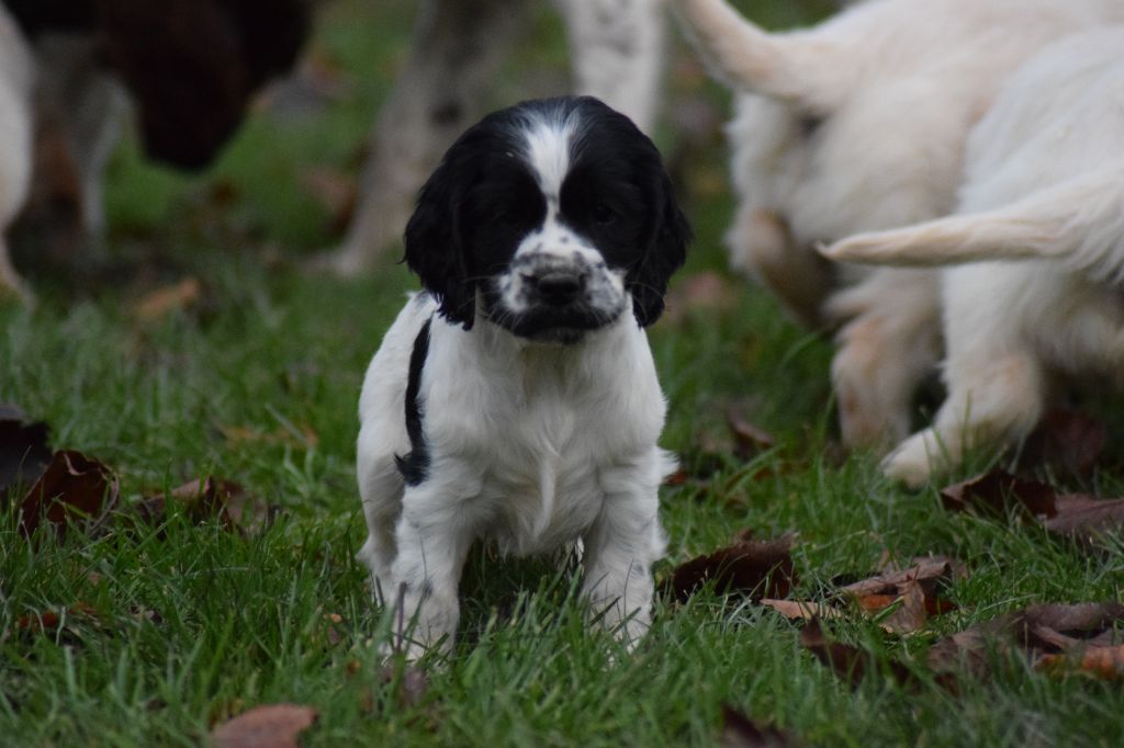 De beaudribos - Cocker Spaniel Anglais - Portée née le 21/10/2022