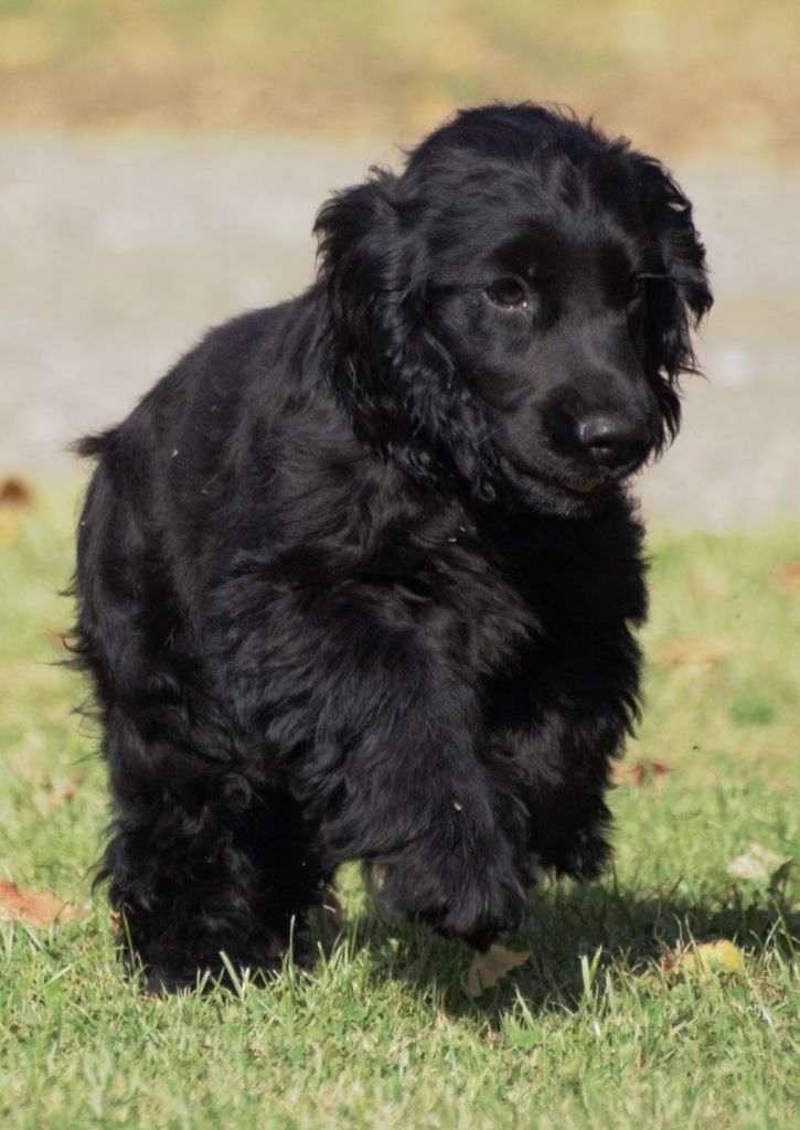 De beaudribos - Chiots disponibles - Cocker Spaniel Anglais