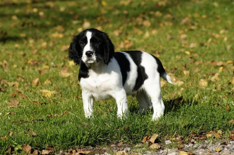 De beaudribos - English Springer Spaniel - Portée née le 15/08/2016