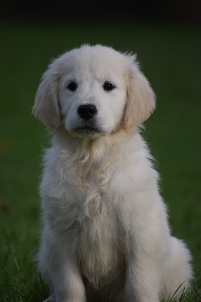 De beaudribos - Chiots disponibles - Golden Retriever