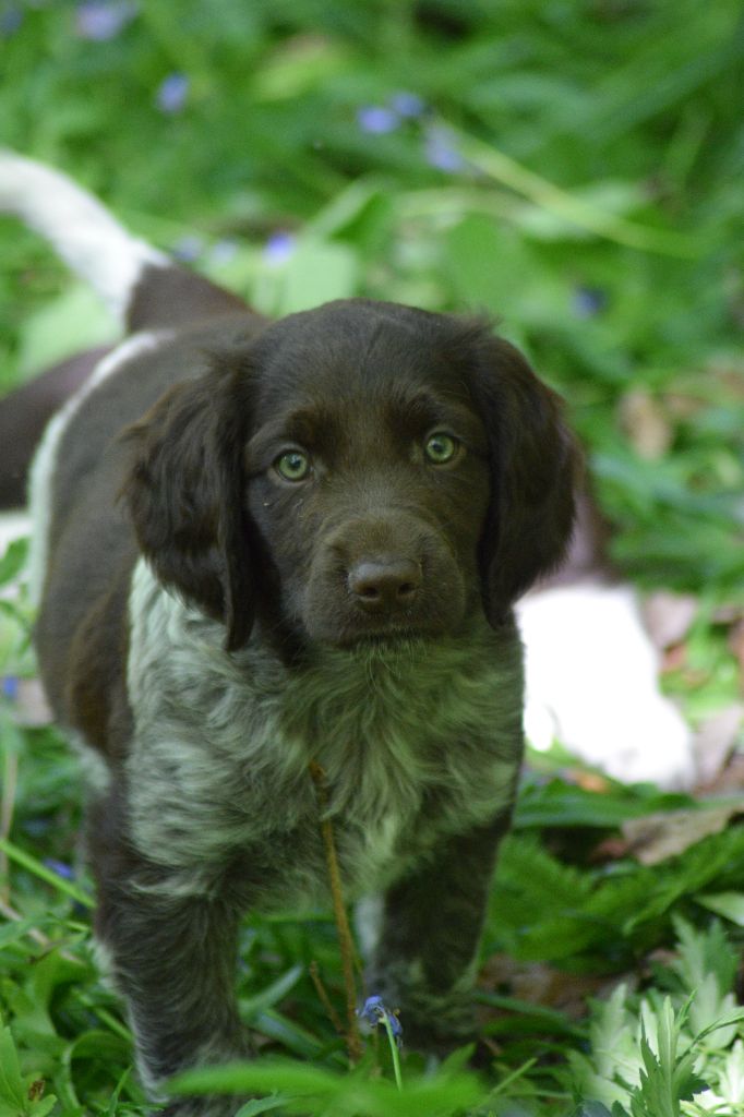 De beaudribos - Chiots disponibles - Petit Epagneul de Münster