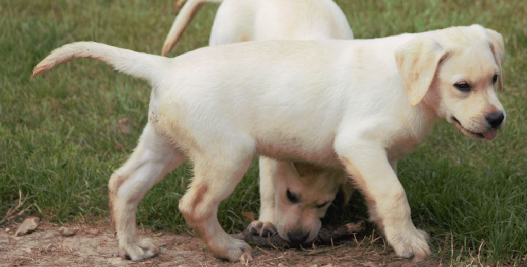 De beaudribos - Chiots disponibles - Labrador Retriever