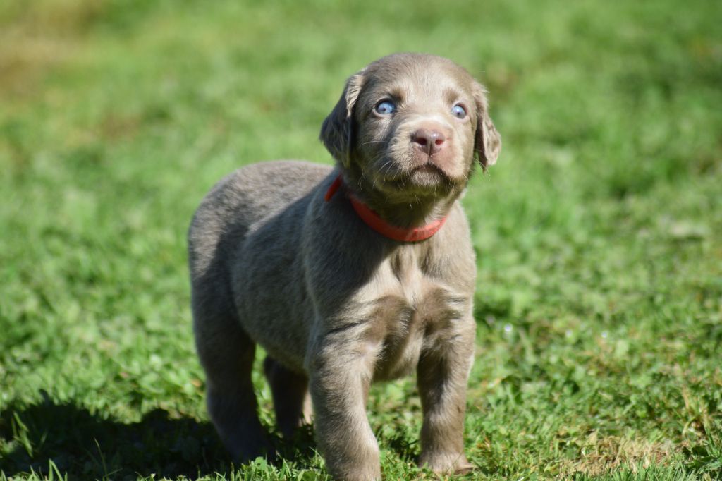 De beaudribos - Chiots disponibles - Braque de Weimar