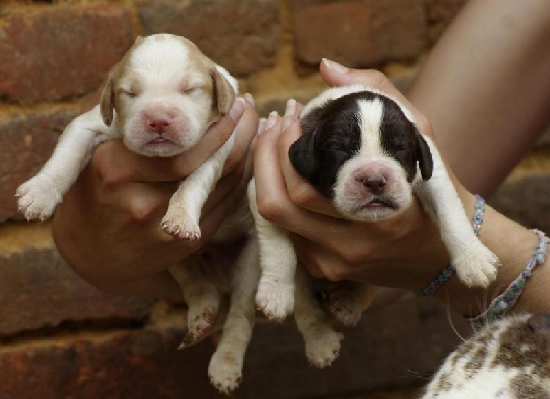 De beaudribos - English Springer Spaniel - Portée née le 07/06/2016