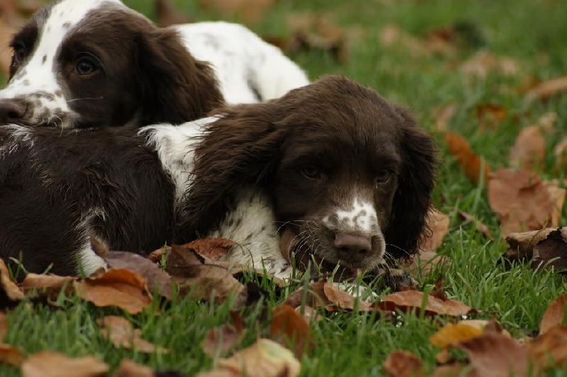 De beaudribos - English Springer Spaniel - Portée née le 22/08/2015