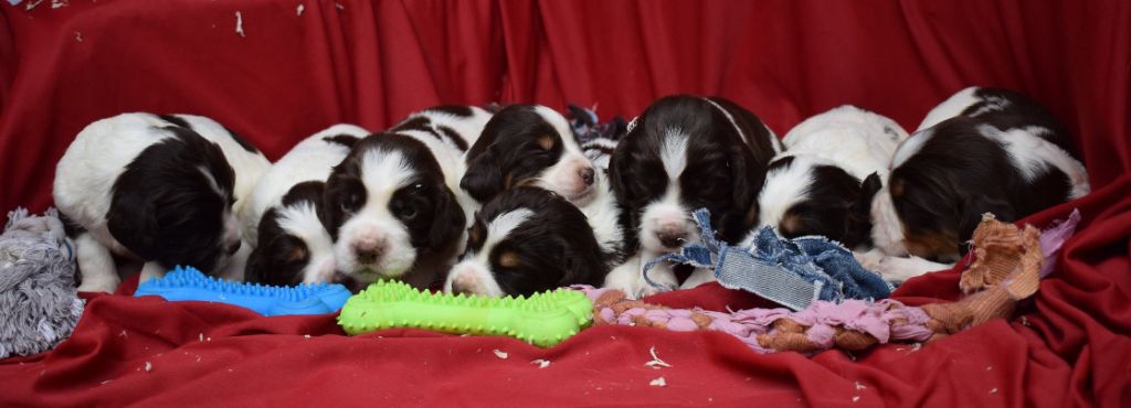 De beaudribos - English Springer Spaniel - Portée née le 18/07/2019