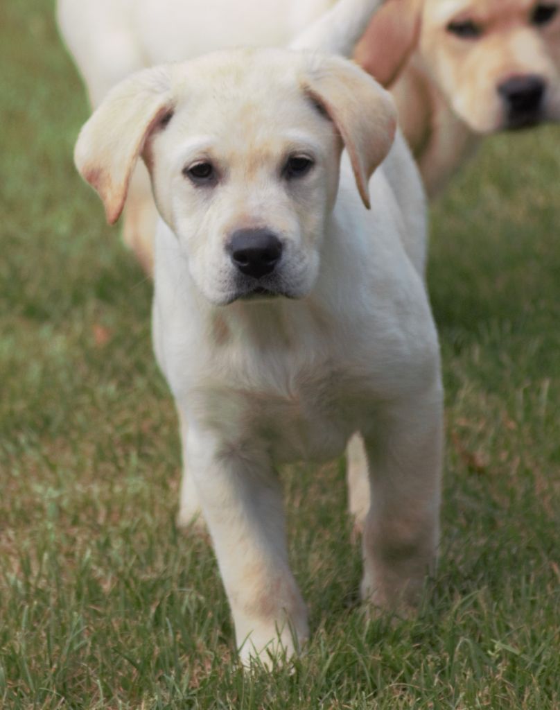 De beaudribos - Chiots disponibles - Labrador Retriever