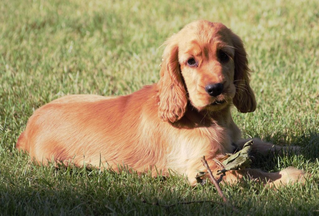 De beaudribos - Chiots disponibles - Cocker Spaniel Anglais