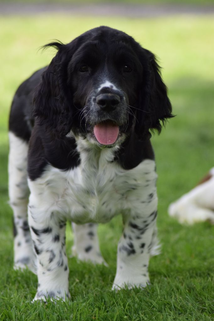 De beaudribos - English Springer Spaniel - Portée née le 18/03/2021