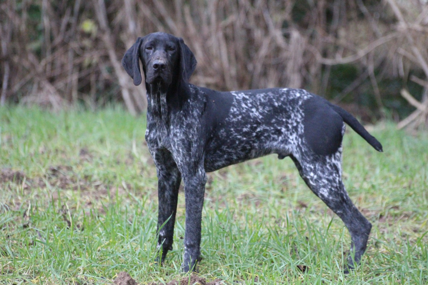 De beaudribos - Chiots disponibles - Braque allemand à poil court