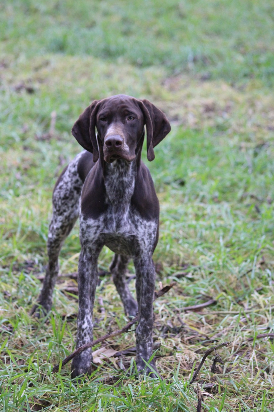 De beaudribos - Chiots disponibles - Braque allemand à poil court
