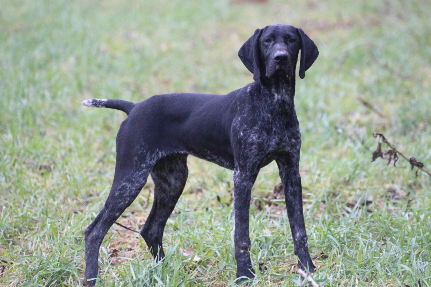De beaudribos - Chiots disponibles - Braque allemand à poil court