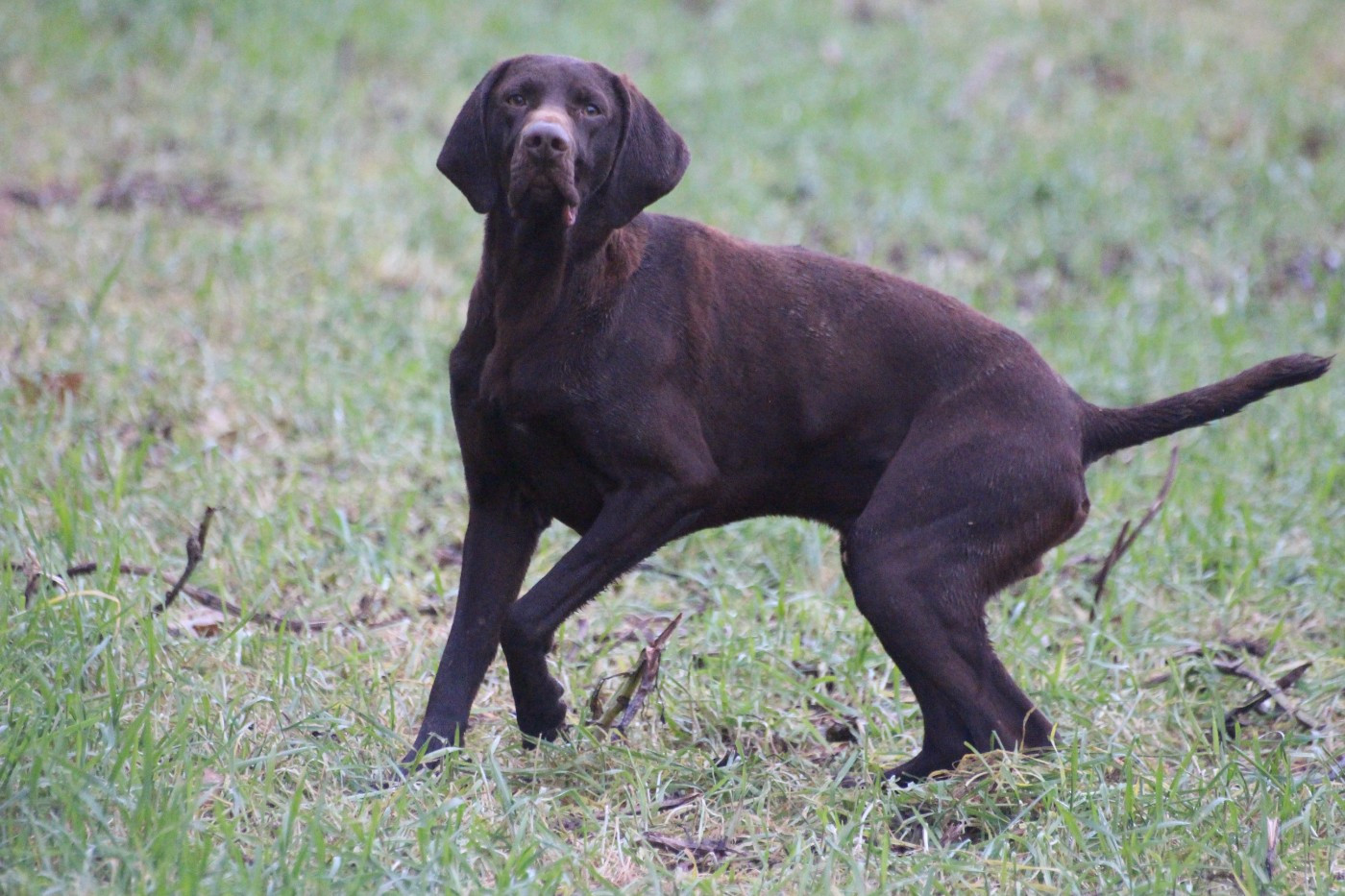 De beaudribos - Chiots disponibles - Braque allemand à poil court