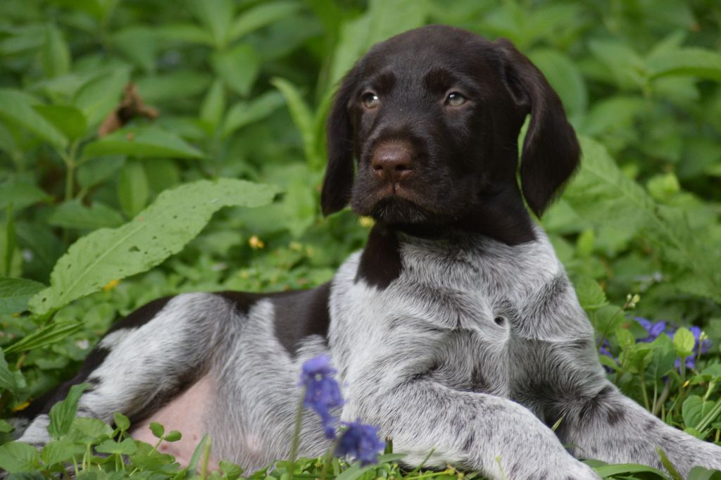 De beaudribos - Chiots disponibles - Chien d'arrêt allemand à poil dur