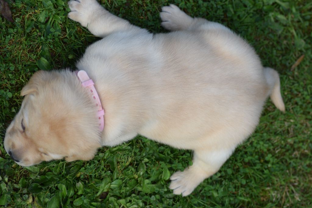 De beaudribos - Chiots disponibles - Labrador Retriever