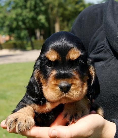 Chiot Cocker Spaniel Anglais De beaudribos